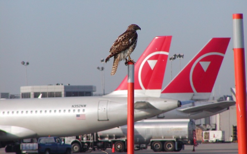 hawk on an airport
